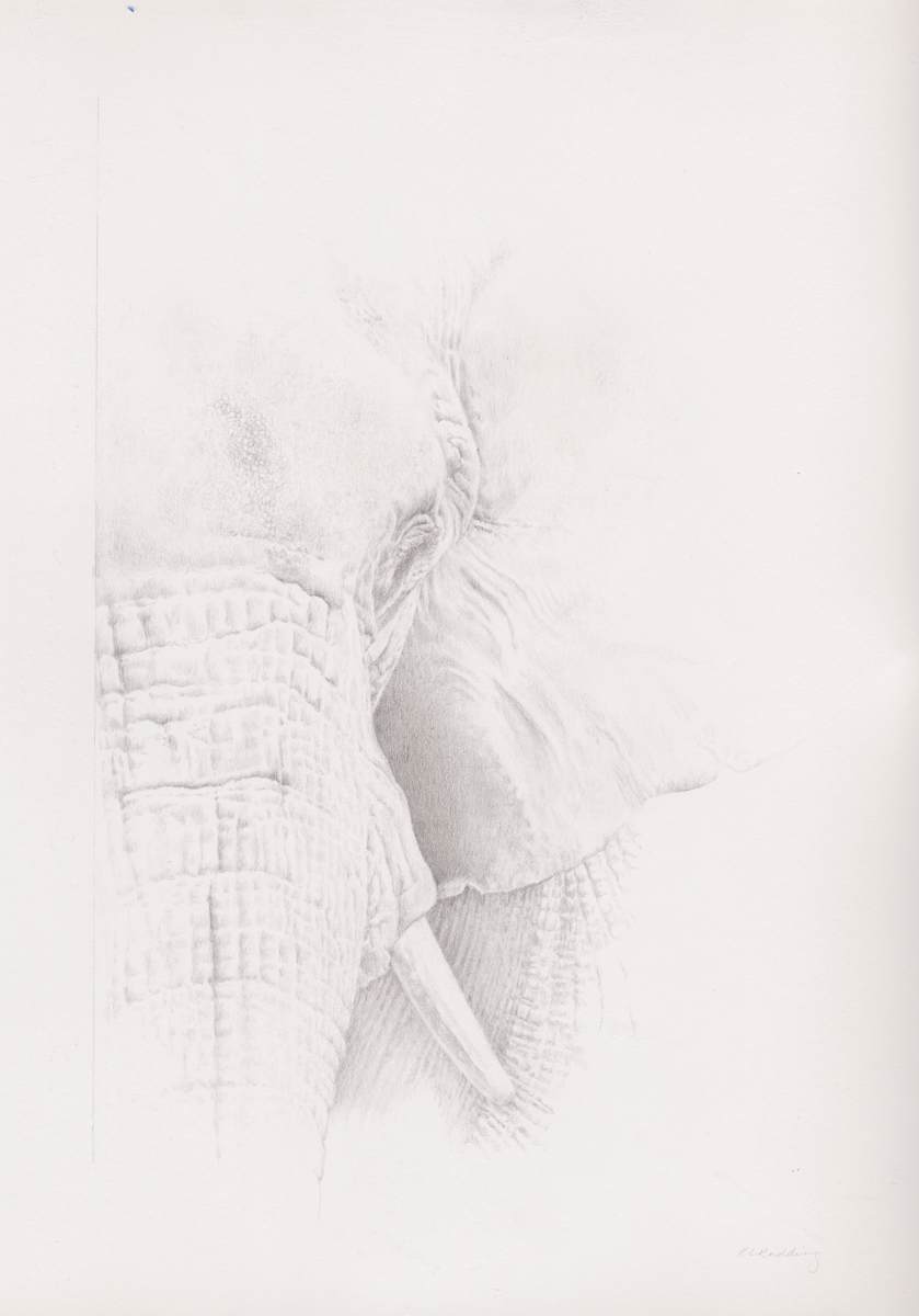Elegy by Kelly Leahy Radding 