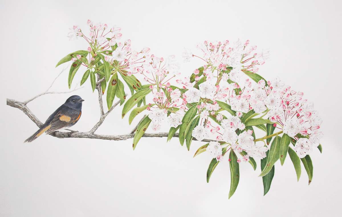 Mountain Laurel & American Redstart by Kelly Leahy Radding 