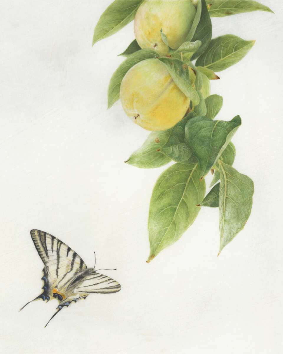 Monica's Persimmon & Scarce Swallowtail by Kelly Leahy Radding 