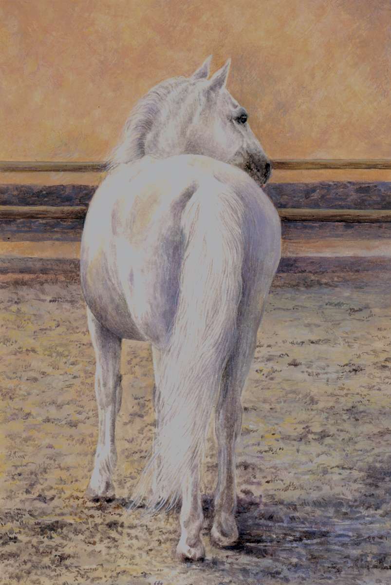 Lippizzaner Prince by Kelly Leahy Radding, Image 3.
