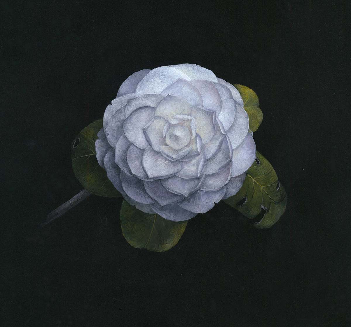 Fibonacci's Camellia by Kelly Leahy Radding, Image 13.
