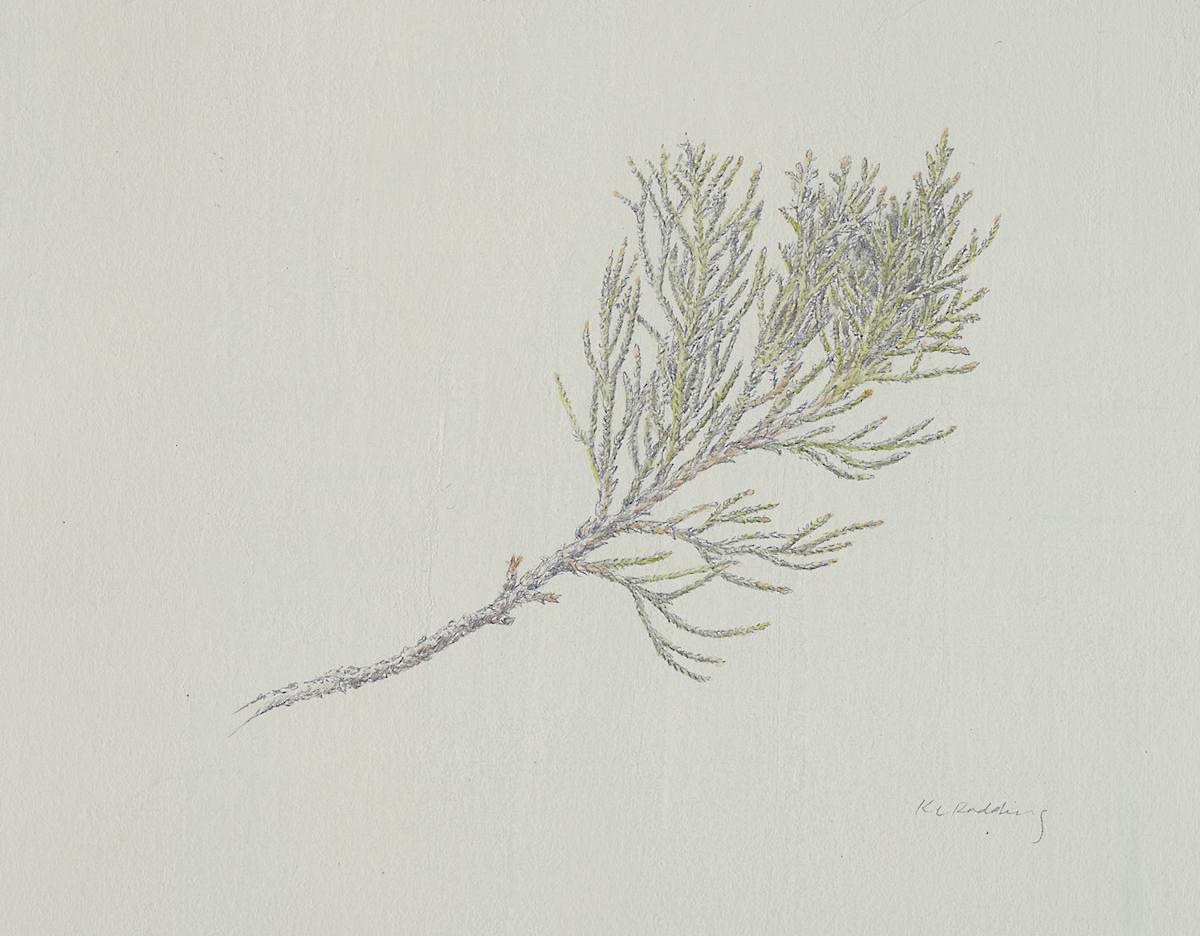 Red Cedar by Kelly Leahy Radding, Image 12.