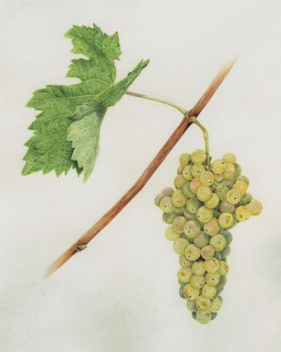 Palmerino Grapes by Kelly Leahy Radding 
