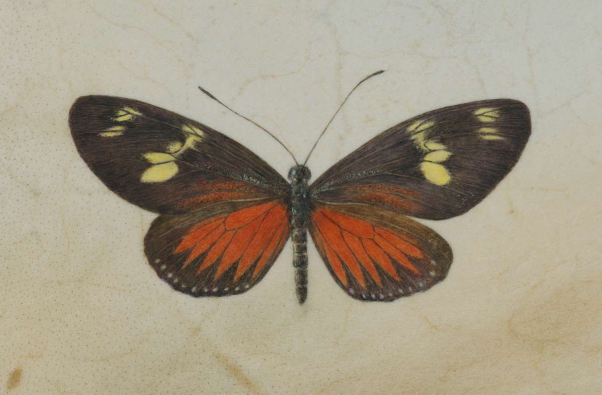 Doris Longwing by Kelly Leahy Radding, Image 7.