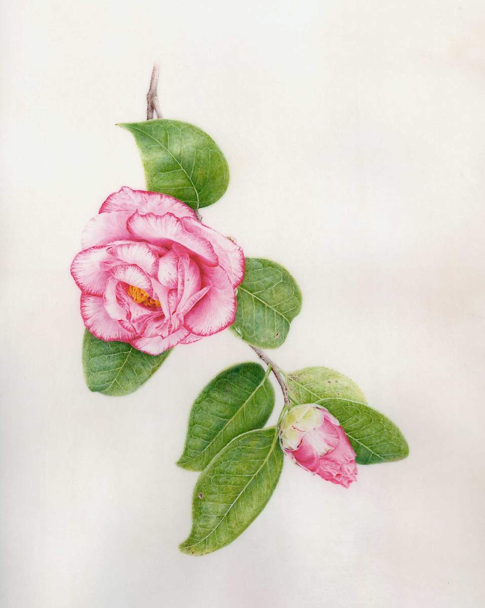 Camellia japonica 'Betty Sheffield' by Kelly Leahy Radding 