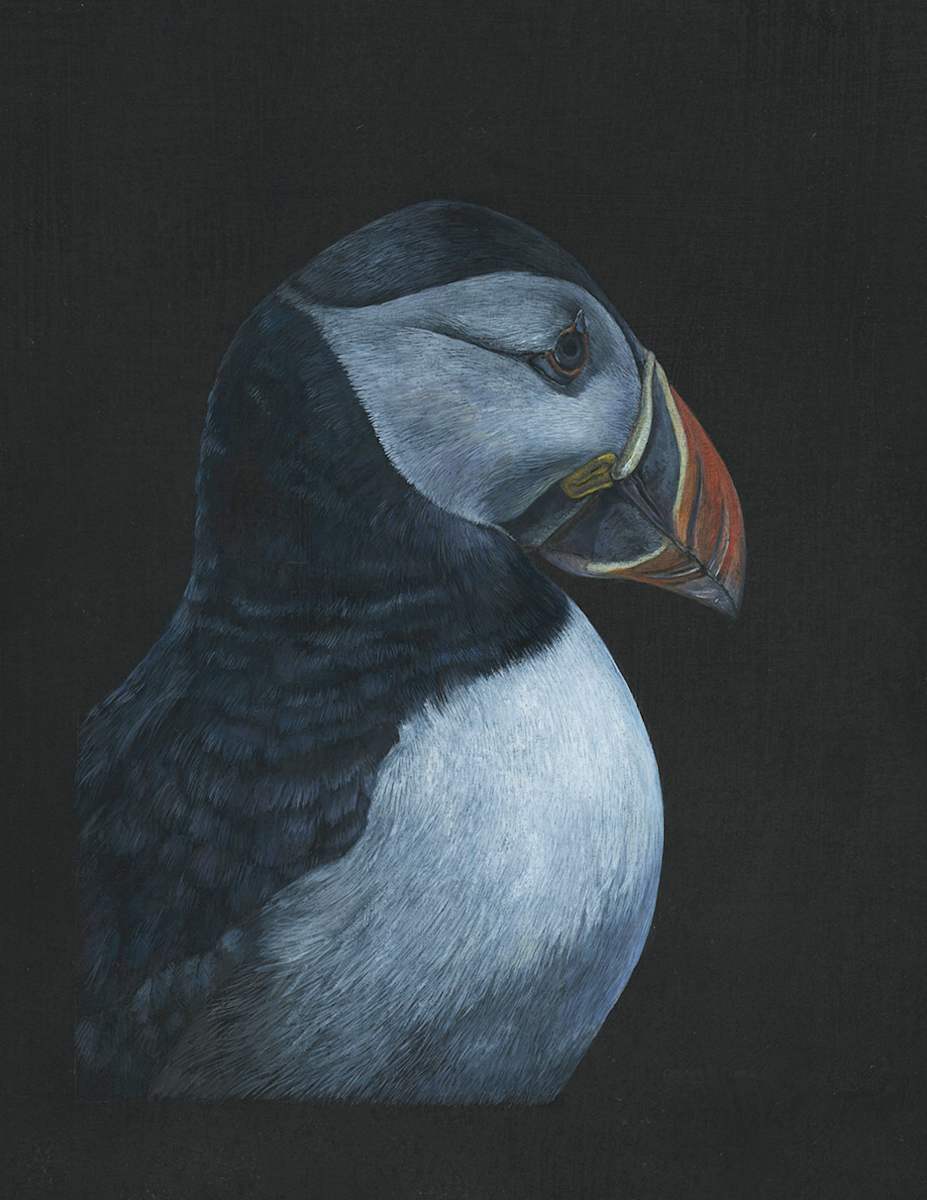 Pondering Puffin by Kelly Leahy Radding, Image 5.