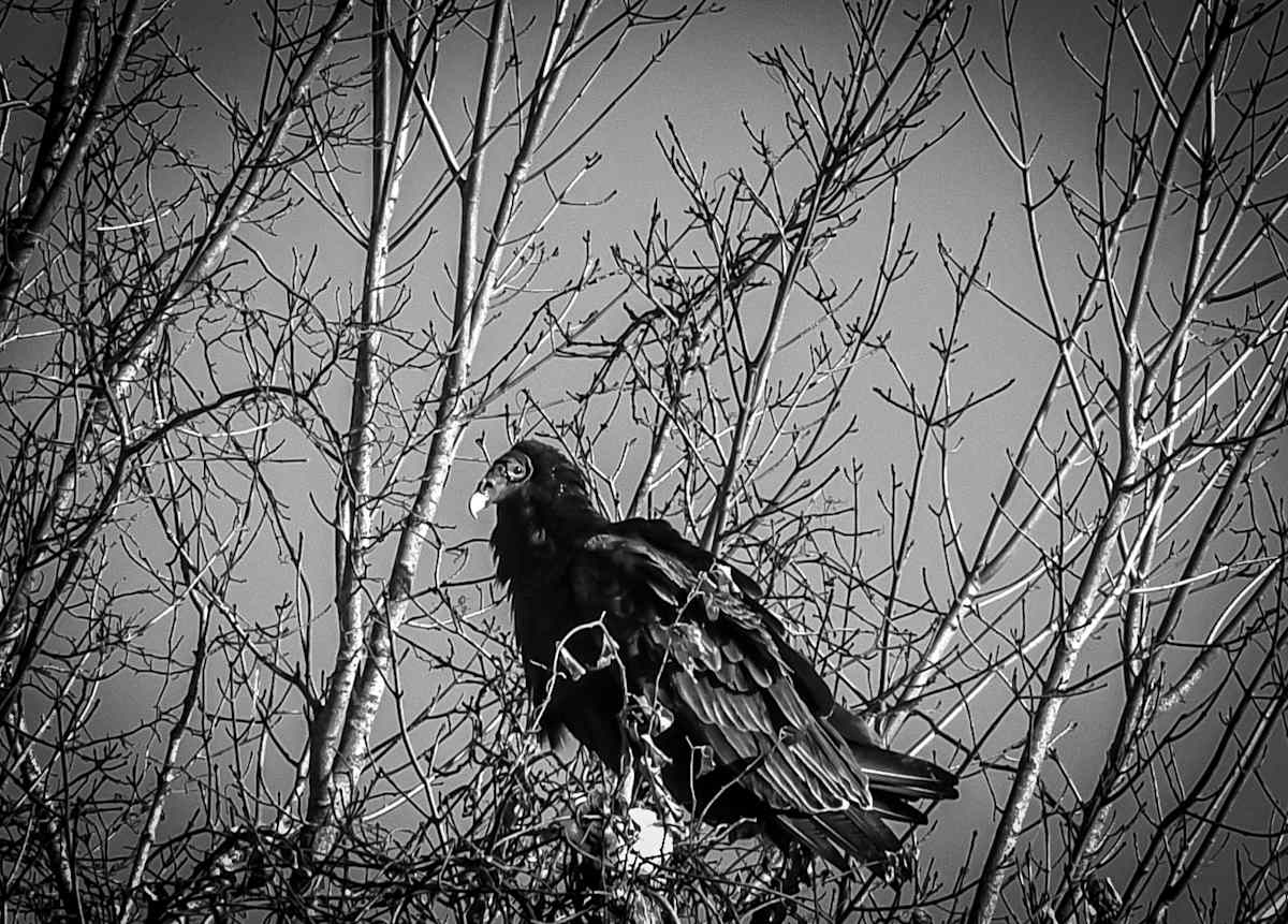 Winter Watcher by Indy Beck, Image 1.