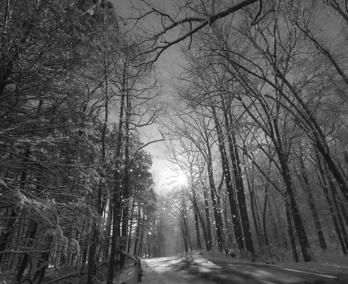 In the Silence by Indy Beck 