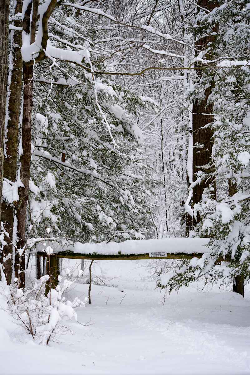 Into The Woods by Indy Beck, Image 1.