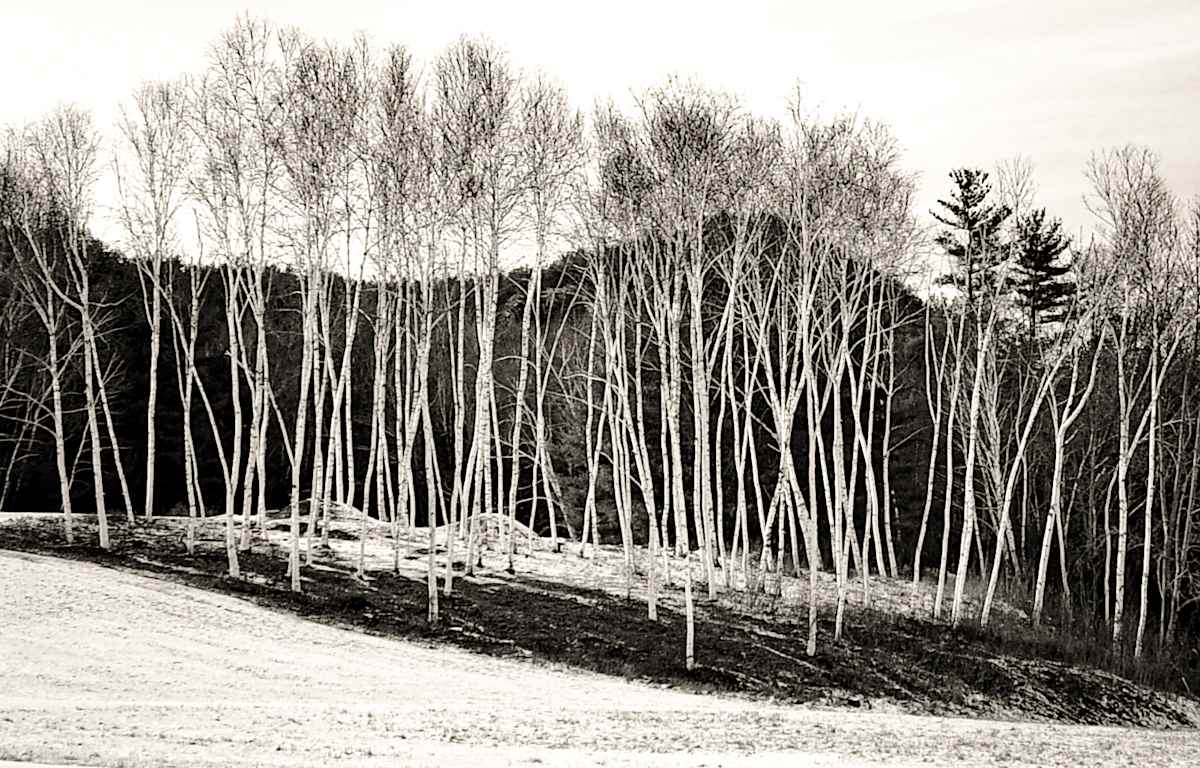 Among the Birch by Indy Beck, Image 1.