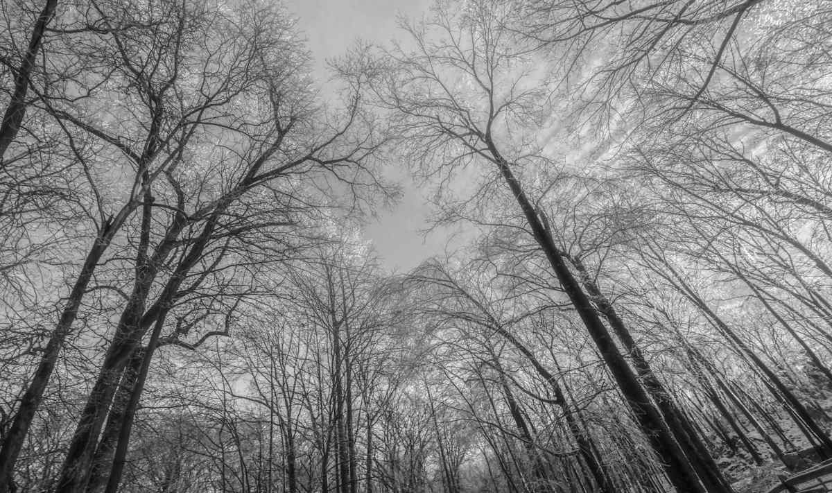 Frozen In The Trees by Indy Beck, Image 1.