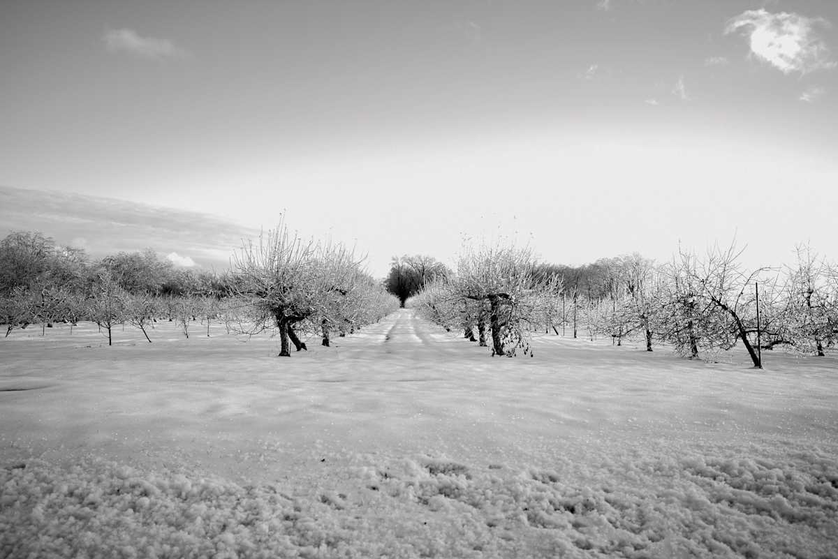Icy Orchard by Indy Beck  Image: Blue Jay Orchards
Bethel, CT
Black & White 
8X12
Ultra Smooth 
