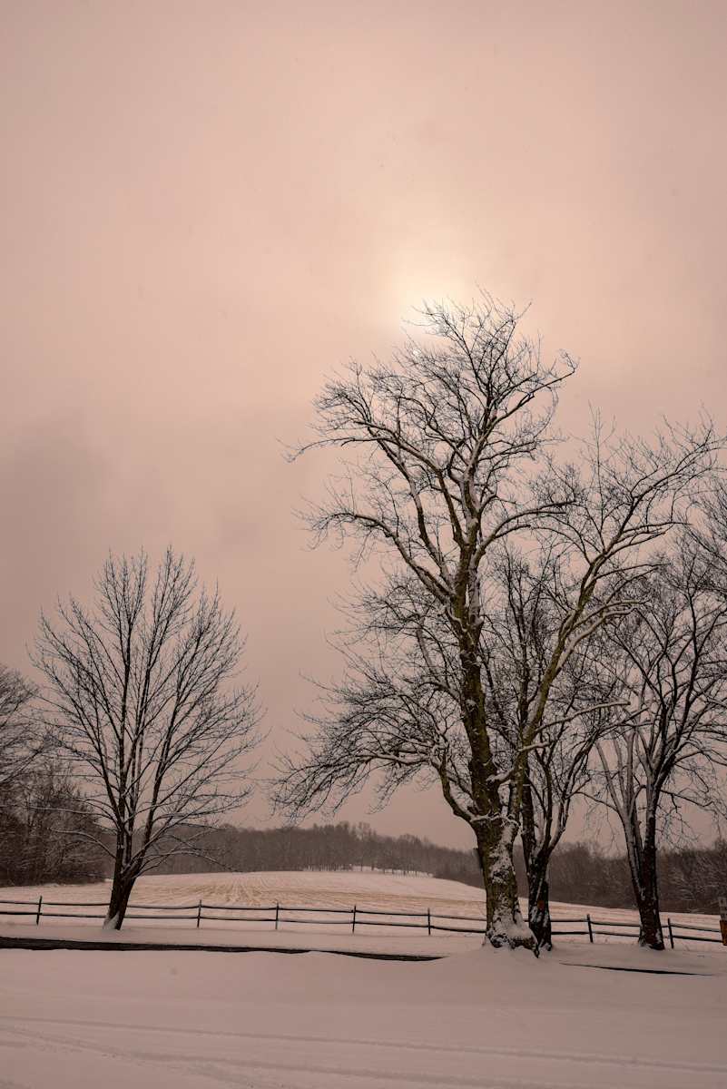 Illuminated Sentries by Indy Beck, Image 1.