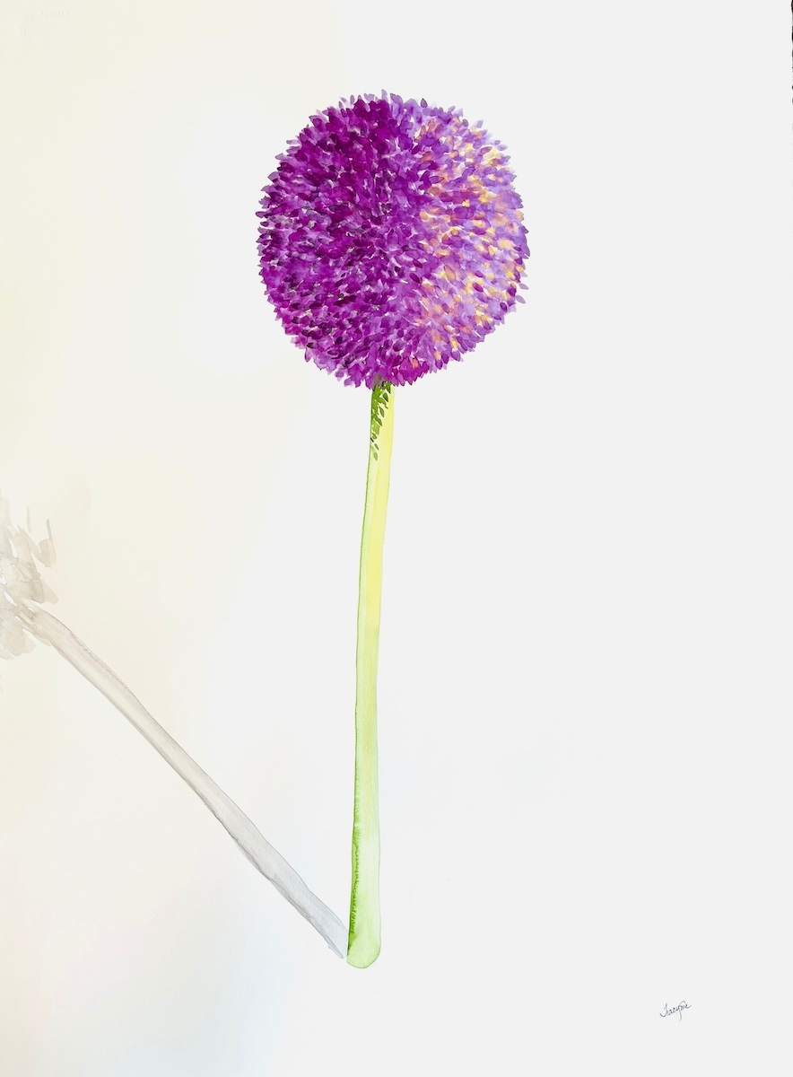 Allium 2 by Tracy McCarty 