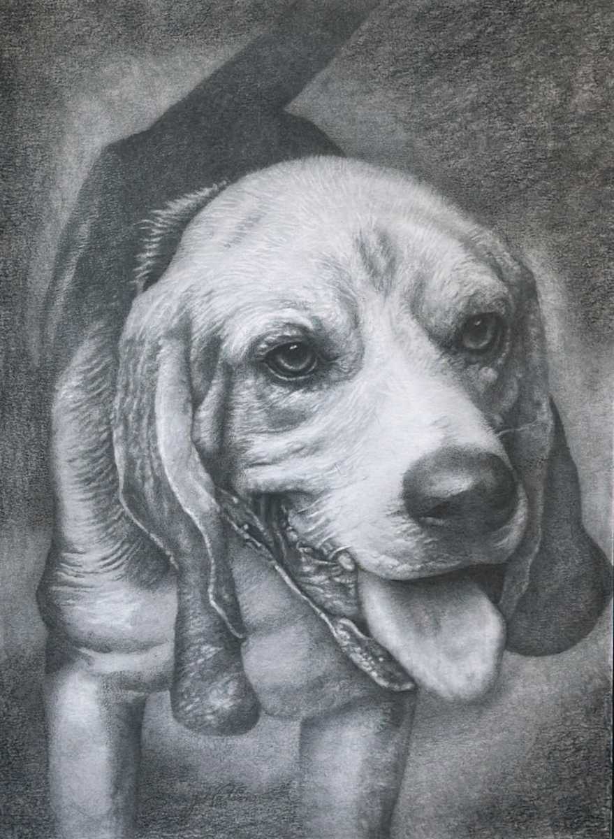 Boomer by Sammy Watson  Image: Boomer - Original Artwork
19" in x 14" in
Graphite on Drawing Paper