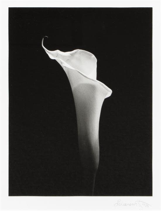 American School, Calla Lily, Silver Gelatin Print, 1989 