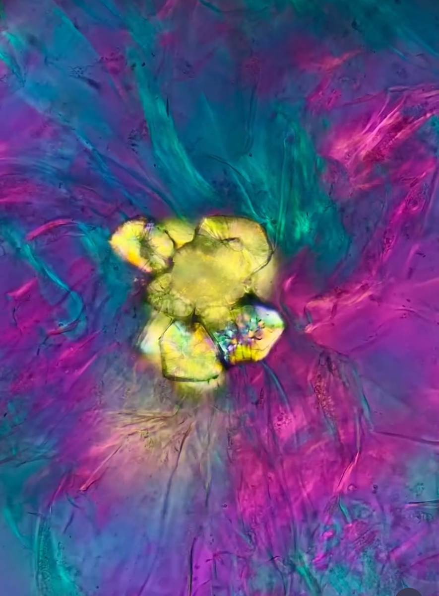 Macro 74 by Robin K. Moore 