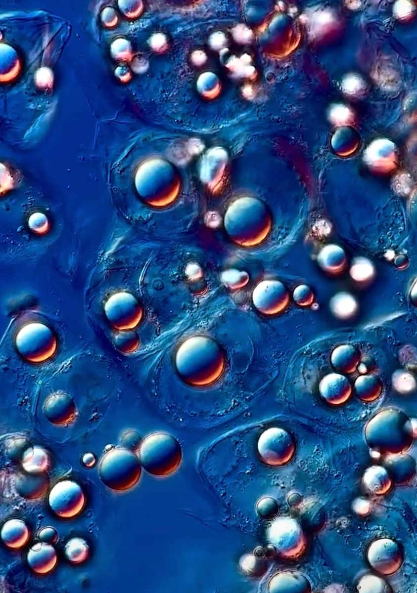 Macro 41 by Robin K. Moore 