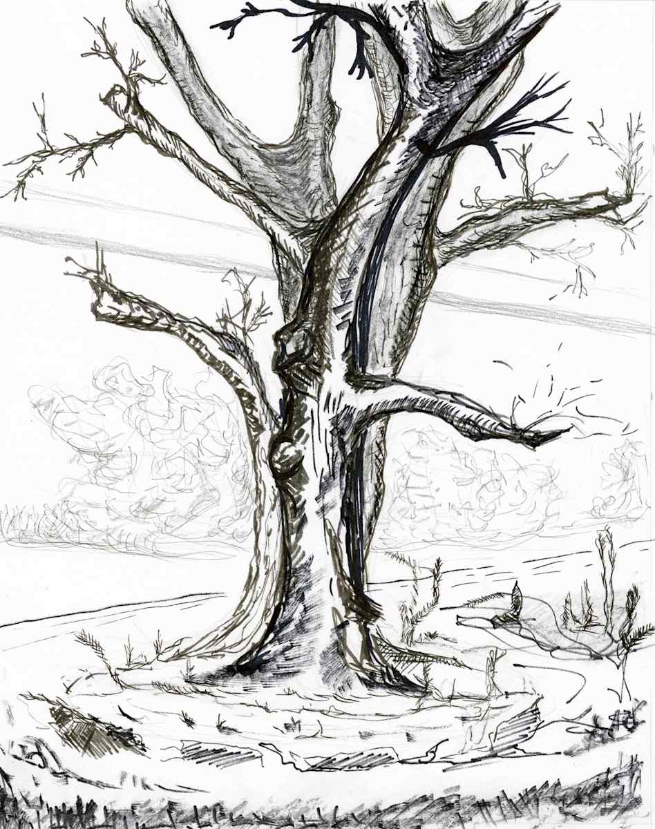 Silent Branches by Nicci Schwartz 