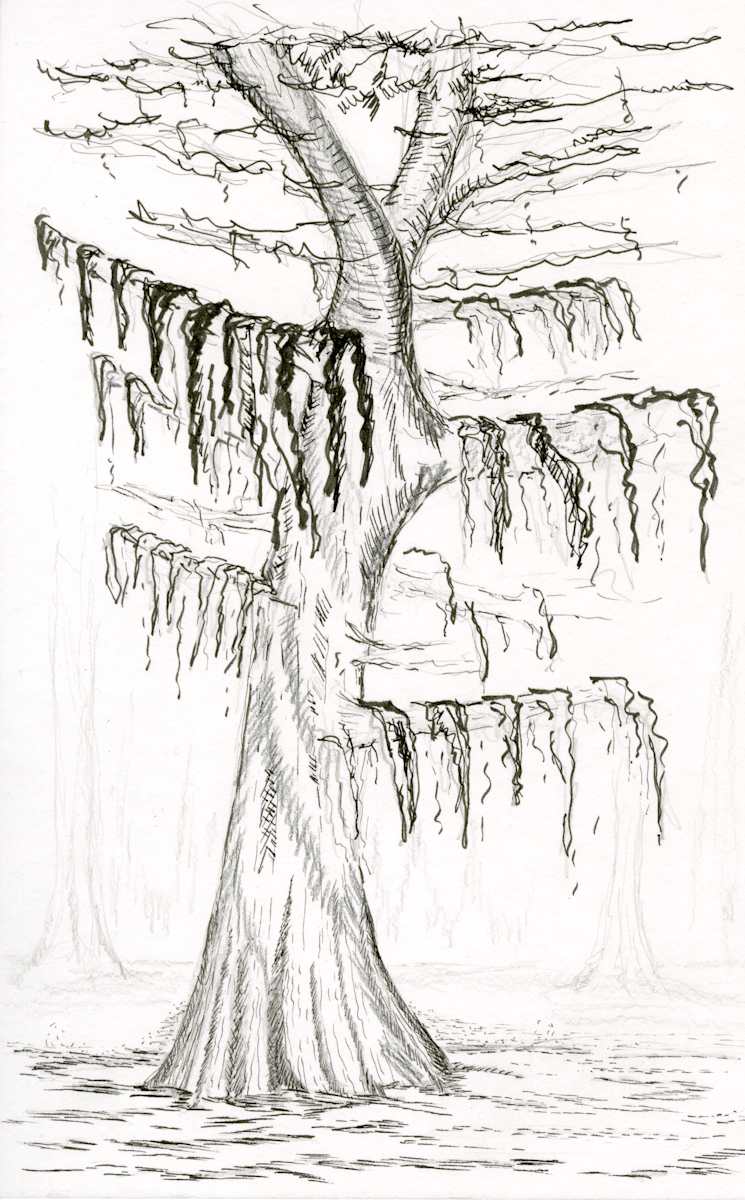 Swamp Cypress with Moss by Nicci Schwartz 