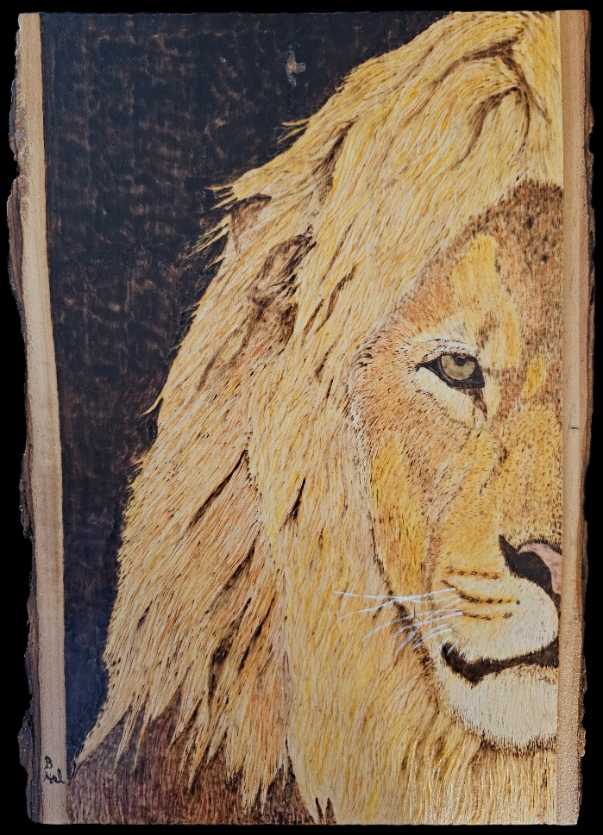 Lion half portrait by Butch Halberstadt 