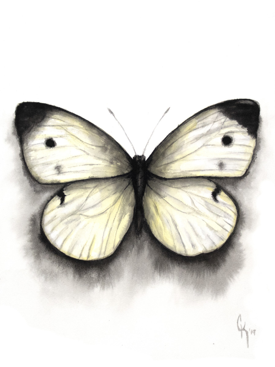 Cabbage White by Carrie Kohles 