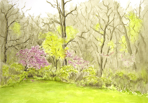 Ben's Glade, April by Robin Edmundson 