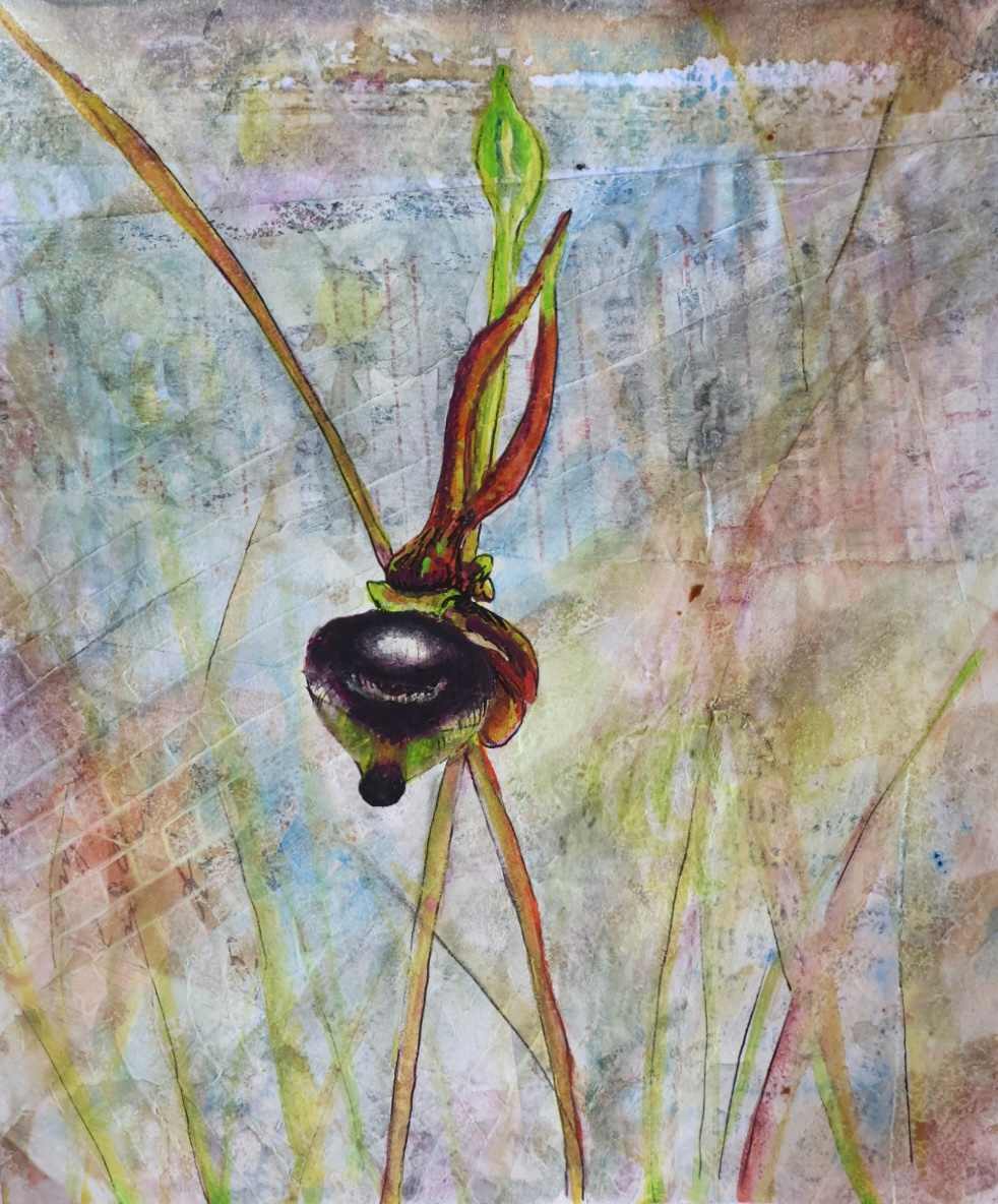 Flying Duck Orchid 8 by Gemma Kennedy 