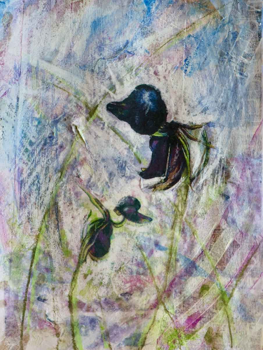Flying Duck Orchid 1 by Gemma Kennedy 