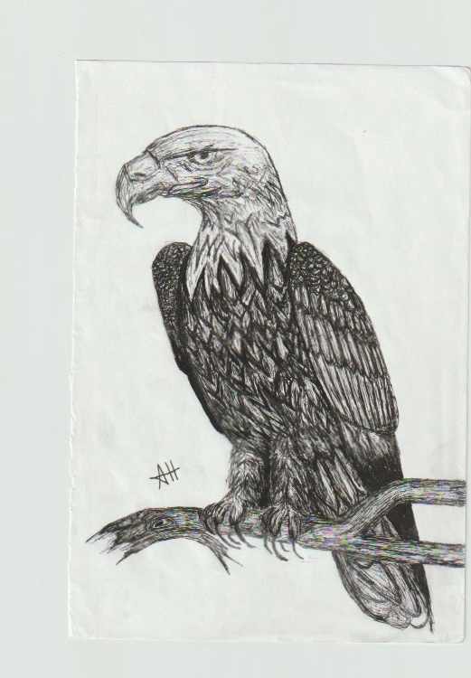 Bald Eagle by addison harper, Image 1.