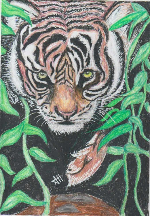 Lost Tiget by addison harper, Image 1.
