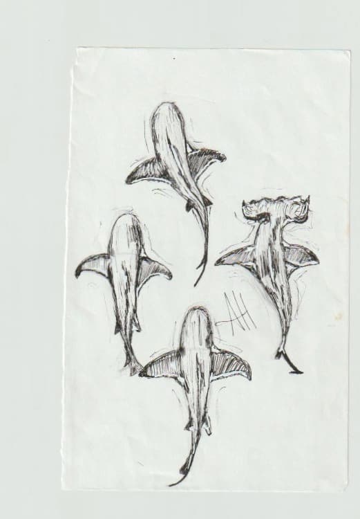 Sharks by addison harper, Image 1.