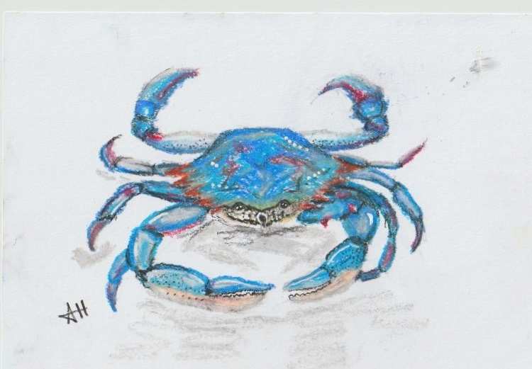 Blue Crab by addison harper, Image 1.
