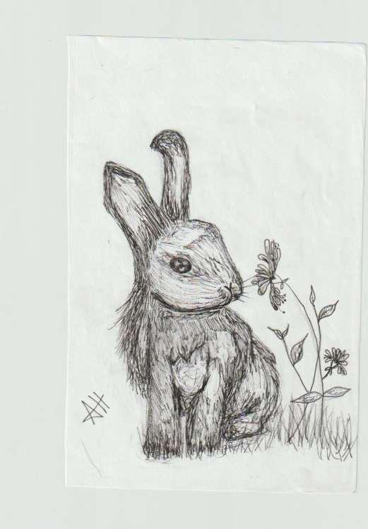 Bunny by addison harper, Image 1.