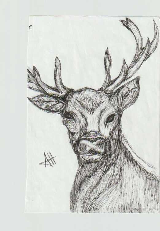Buck by addison harper, Image 1.