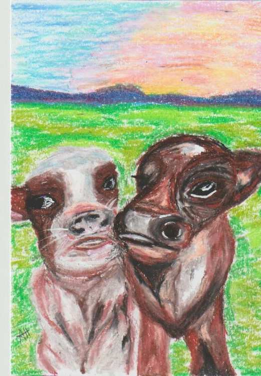 salt n pepper the cows by addison harper, Image 1.