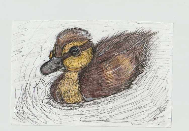 Swimming Duckling by addison harper, Image 1.