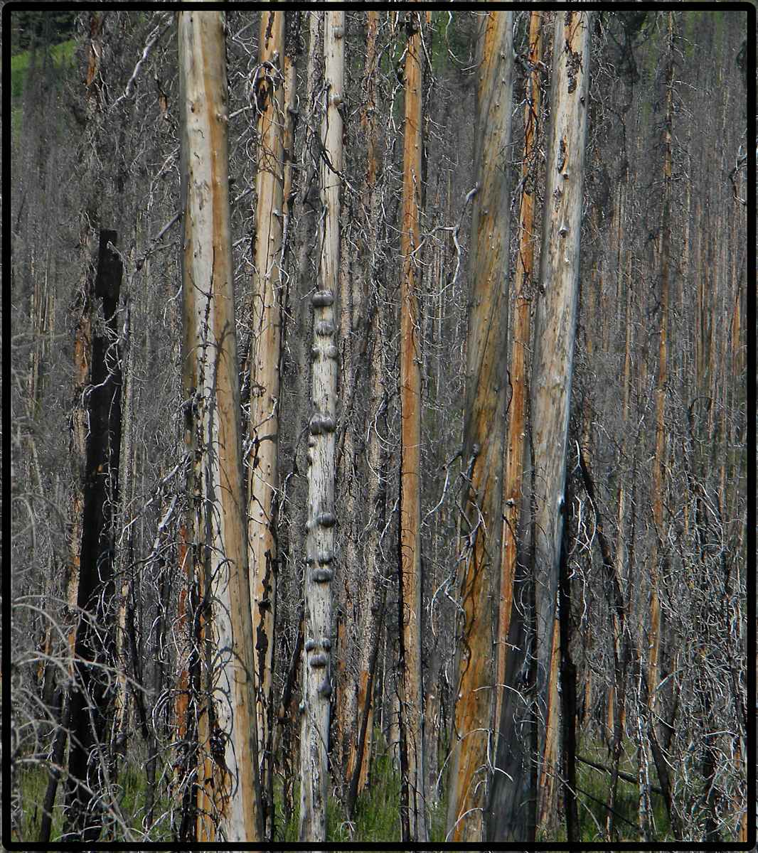 The Kootenay Burn - A Four Seasons Series - #30 by James McElroy, Image 1.