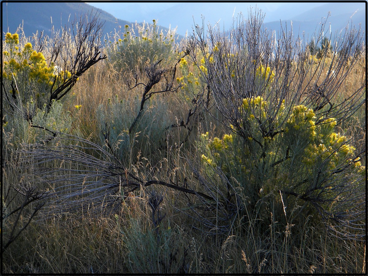 My Meadow I - 2009 by James McElroy 