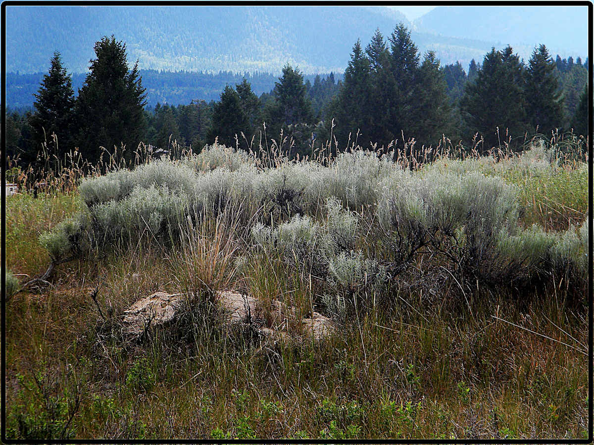 My Meadow II - #4 by James McElroy, Image 1.