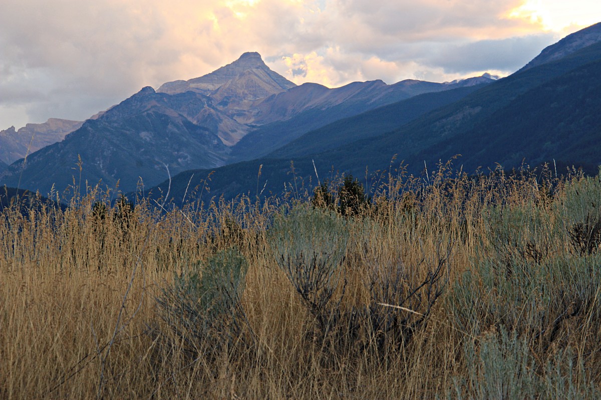 My Meadow II - #5 - JM18MM05 -P #1 by James McElroy