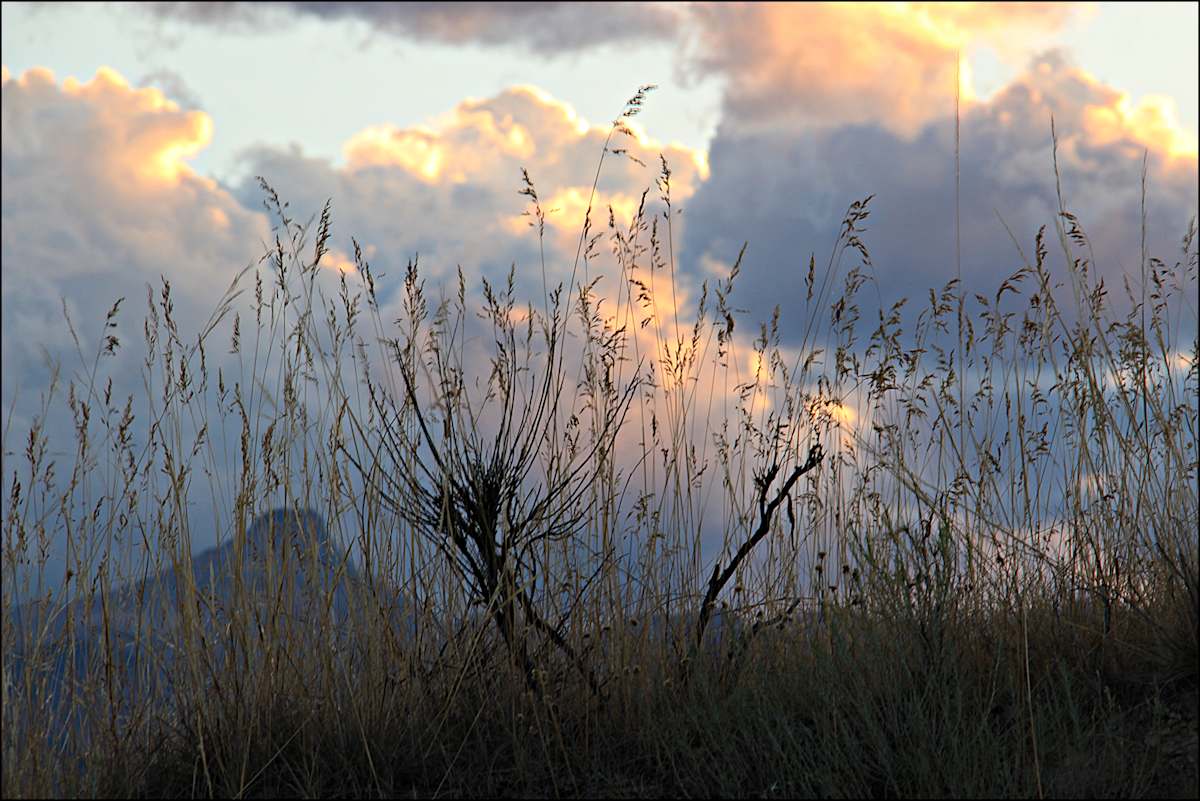My Meadow II - #3 by James McElroy, Image 1.