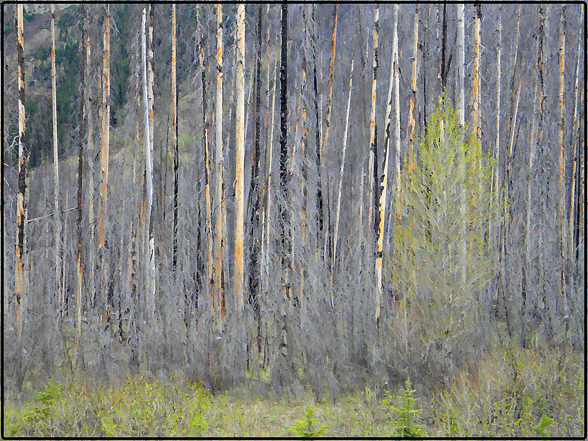 The Kootenay Burn - A Four Seasons Series - #31 by James McElroy, Image 1.