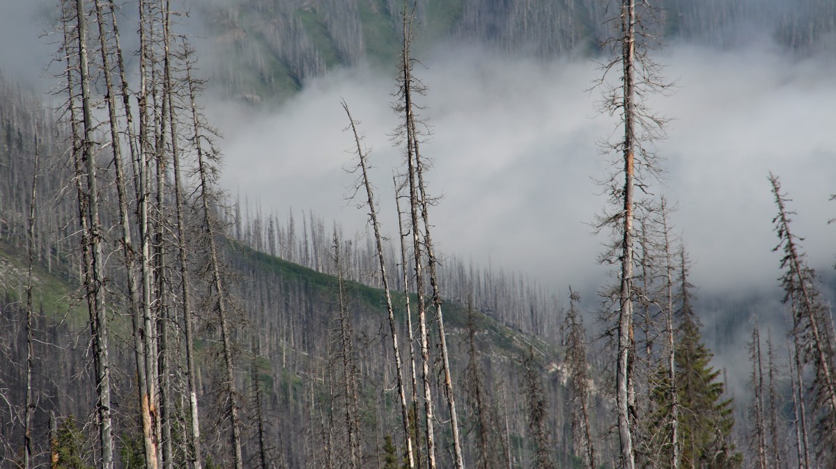 The Kootenay Burn - A Four Seasons Series - #34 by James McElroy 