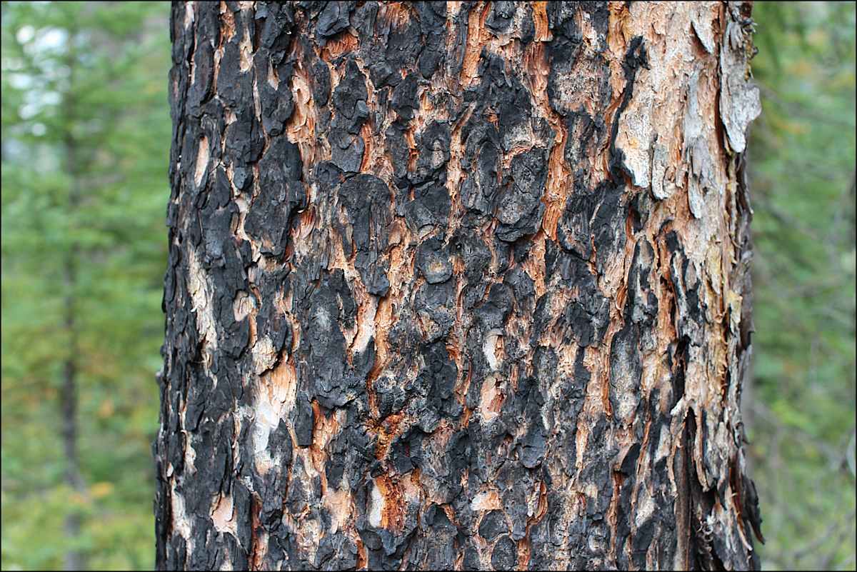The Kootenay Burn - A Four Seasons Series - #25 by James McElroy, Image 1.