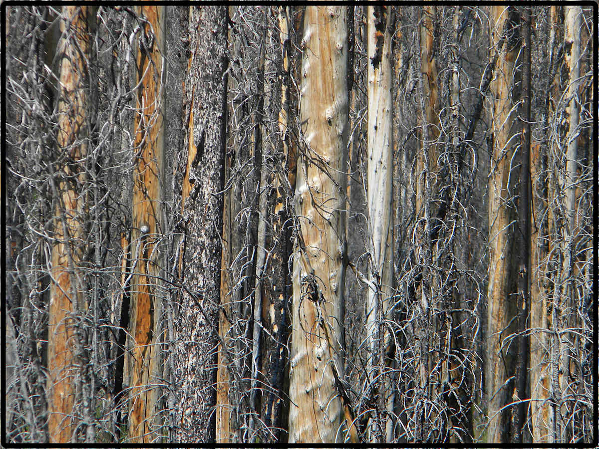The Kootenay Burn - A Four Seasons Series - #32 by James McElroy, Image 1.