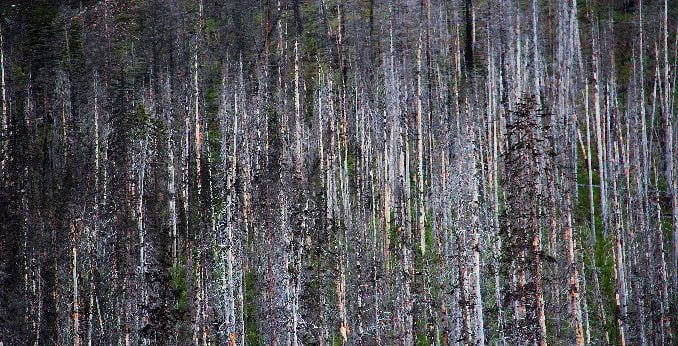 Kootenay  Burn - A Four Seasons Series Image #17 by James McElroy 