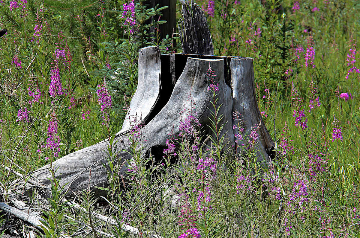 Kootenay Burn - A Four Seasons Series by James McElroy, Image 1.
