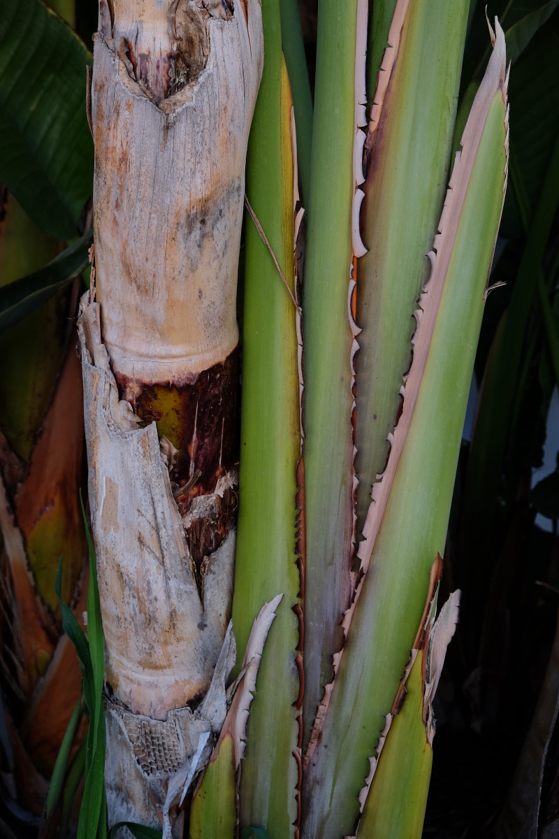 Palm Tree II LA 2018 by James McElroy 