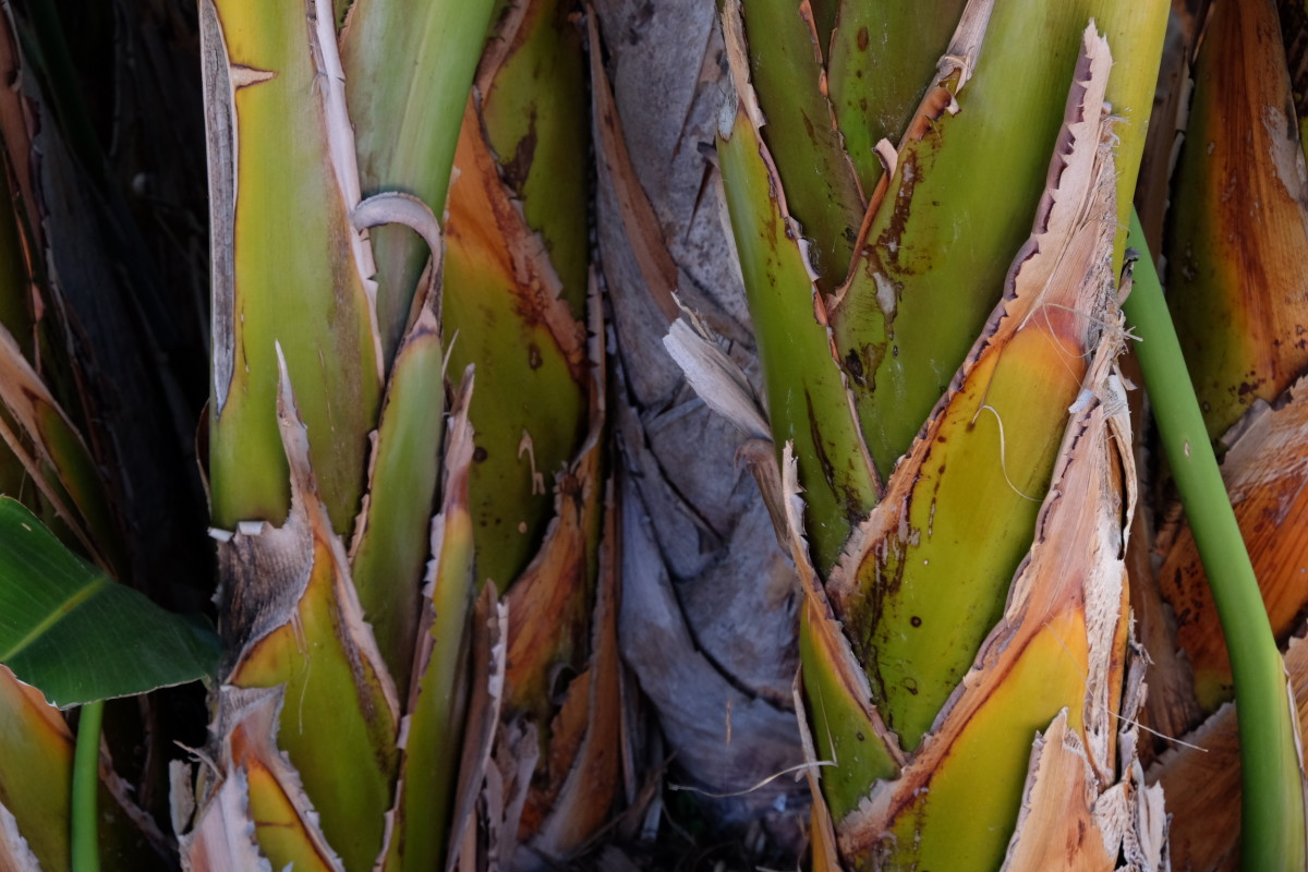 Palm Tree LA 2018 by James McElroy 